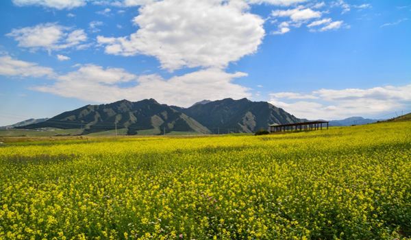 1614927572371688.jpg nanshan_xueling_yinggou-010.jpg
